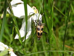 Image of Pachyta quadrimaculata (Linné 1758)