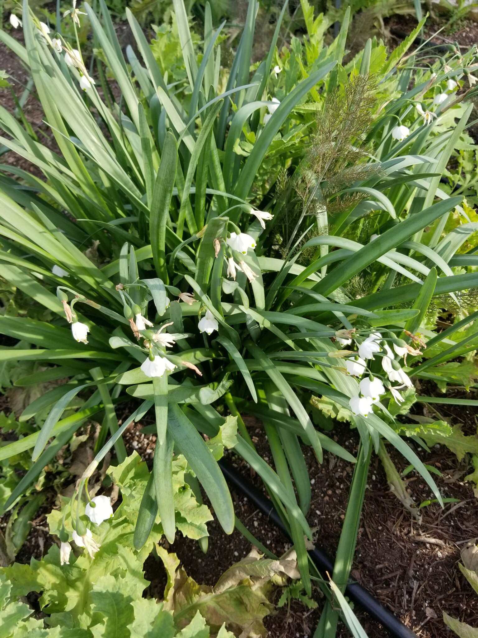 Image of Loddon lily