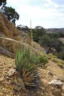 Image of Yucca harrimaniae Trel.