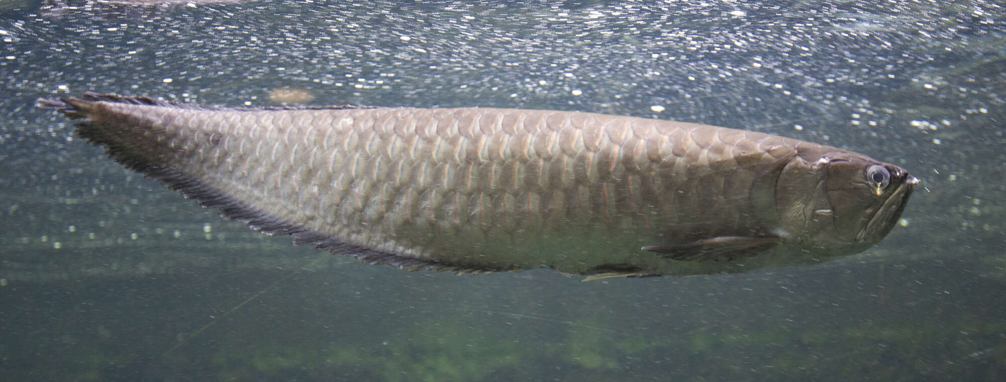 Image of silver arowana