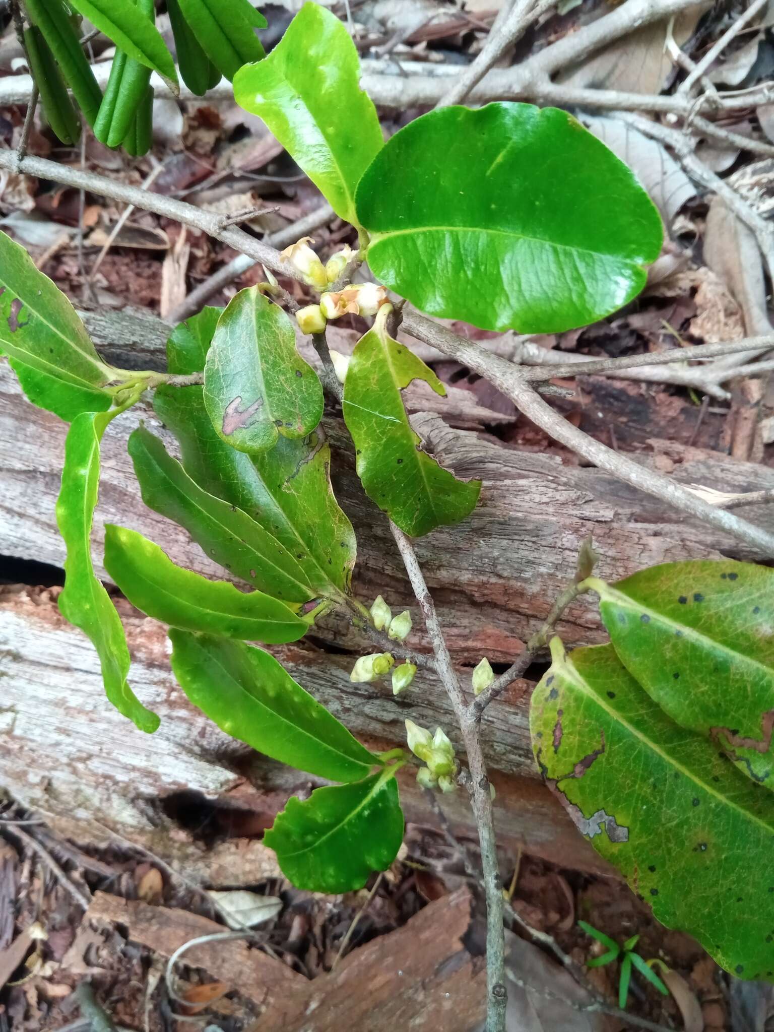 Diospyros haplostylis Boivin ex Hiern的圖片