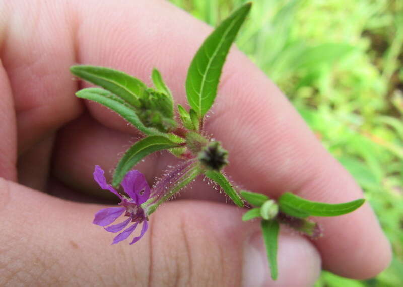 Image of blue waxweed