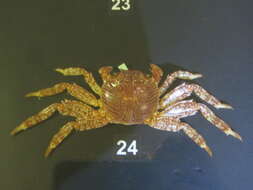 Image of Natal lightfoot crab
