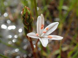 Image of Trachyandra filiformis (Aiton) Oberm.