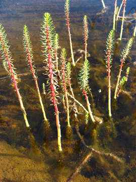 Image of Mare's Tail