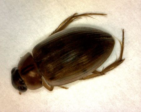 Image of <i><i>Berosus</i></i> (Berosus) <i>infuscatus</i> Le Conte & J. L. 1855