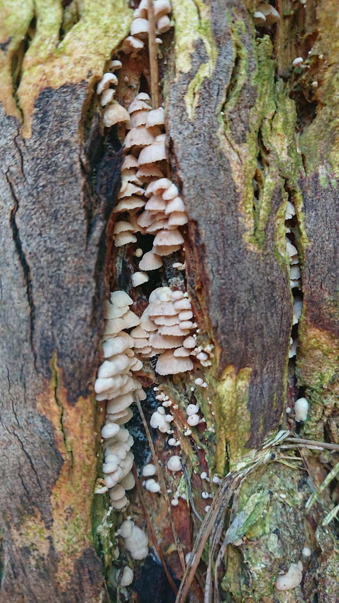 Plancia ëd Marasmiellus affixus (Berk.) Singer 1973