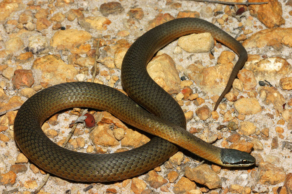 Image of Crowned Snake