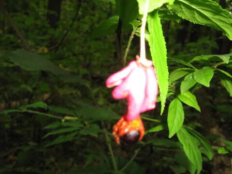 Image de Euonymus verrucosus Scop.