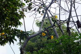 Image of silk-cotton tree