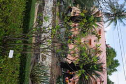 Image of sugar apple