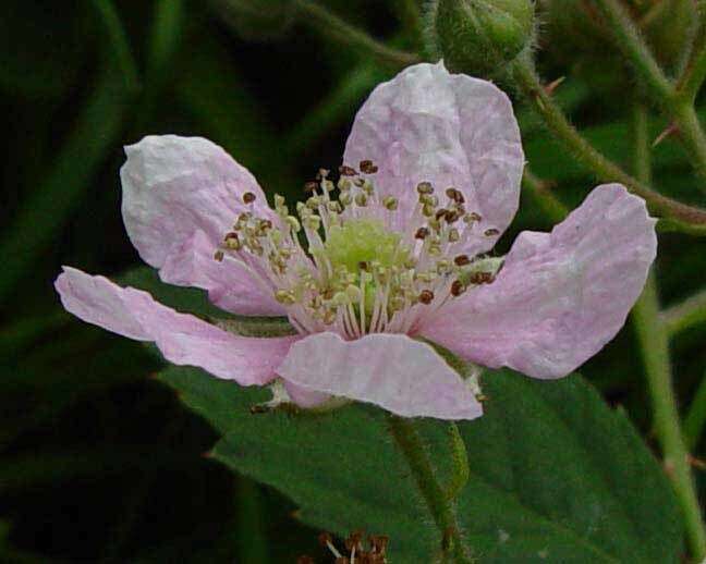 Image of Rubus sprengelii Weihe