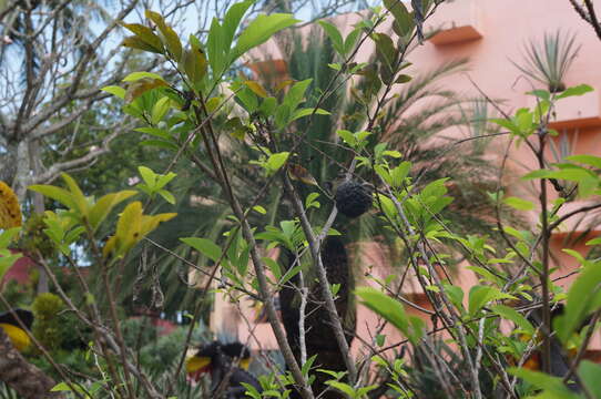 Image of sugar apple