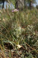 Image of Lomelosia brachiata (Sm.) W. Greuter & Burdet