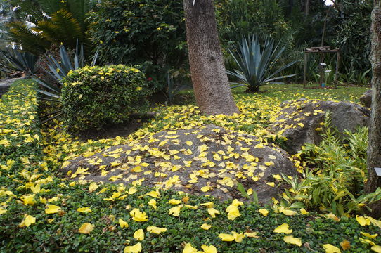 Image of <i>Cochlospermum fraseri</i> Planch.