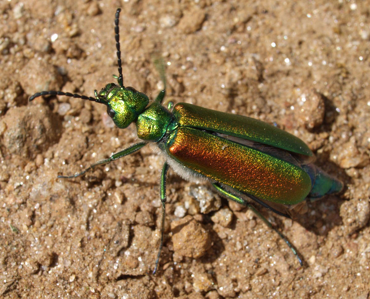 Image of Lytta (Lytta) vesicatoria (Linnaeus 1758)