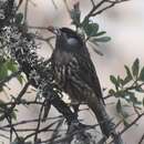 Image de Cotinga à joues blanches