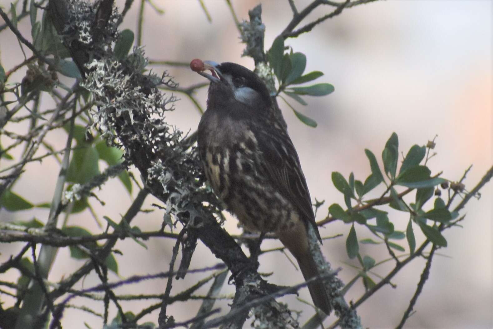 Image of White-cheeked Cotingas