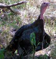 Imagem de Meleagris gallopavo Linnaeus 1758