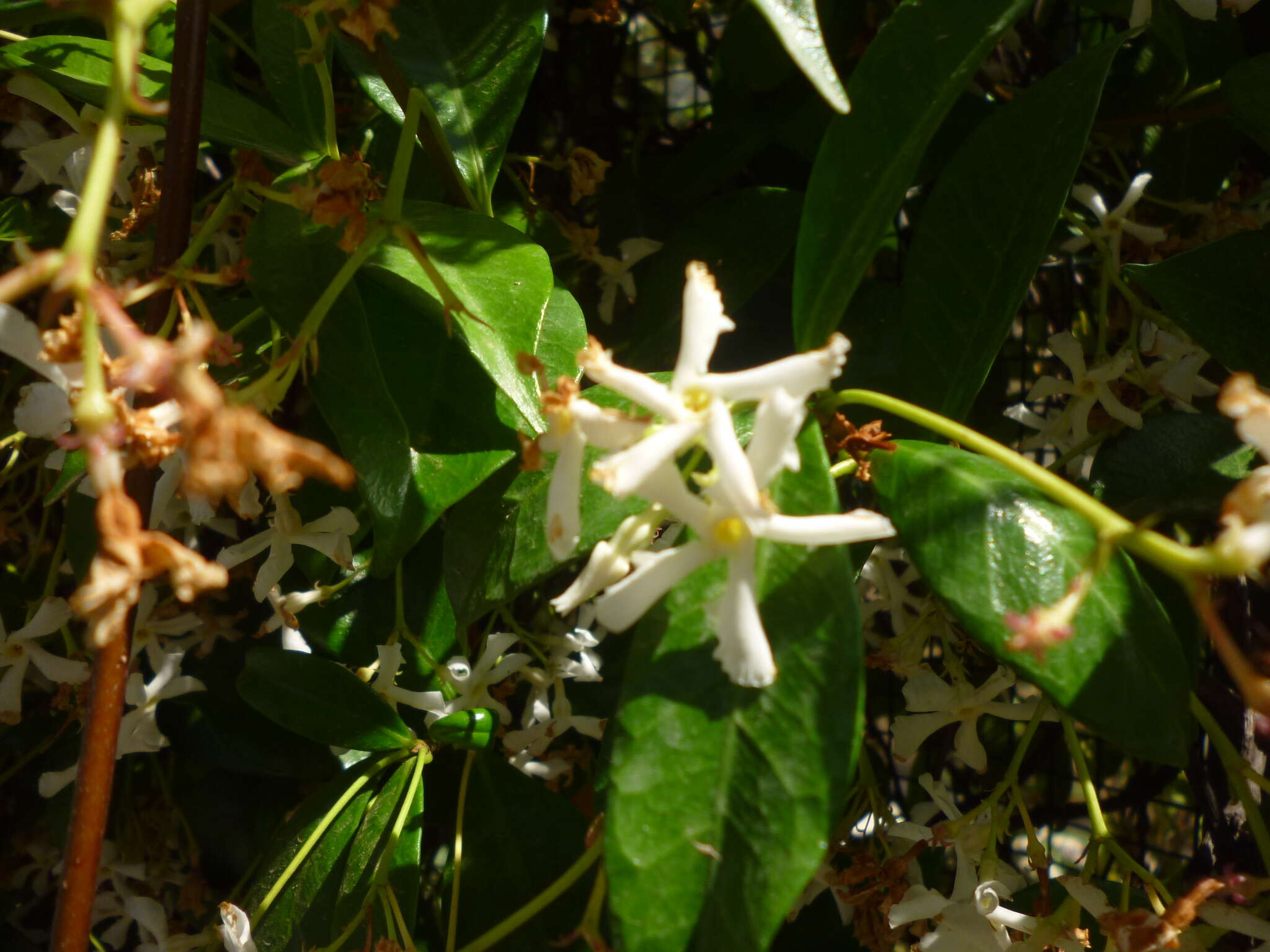 Image of Star-jasmine or Confederate-jasmine