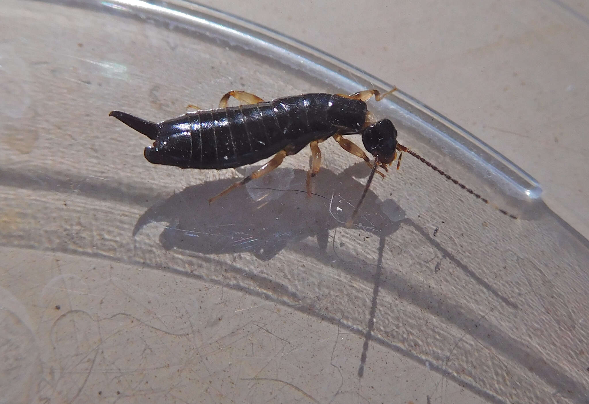 Image of Ringlegged earwig