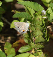 Callicista columella (Fabricius 1793) resmi