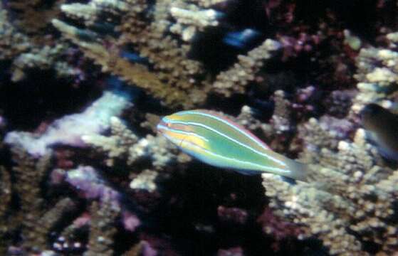 Image of Blue-ribbon wrasse