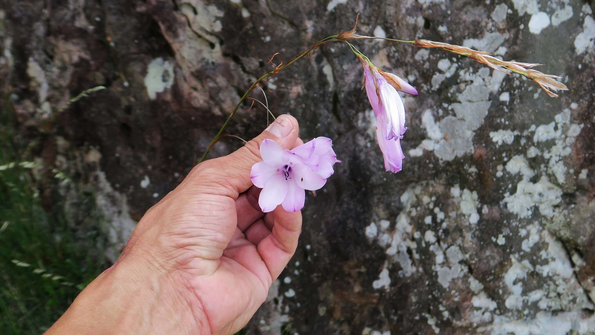 Image of Dierama pendulum (L. fil.) Baker