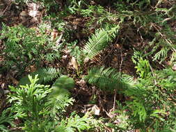 Image of Plagiogyria matsumureana (Mak.) Mak.