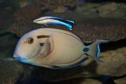 Image of Blue diesel wrasse