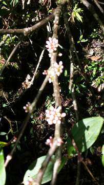 Image of Medinilla chermezonii H. Perrier