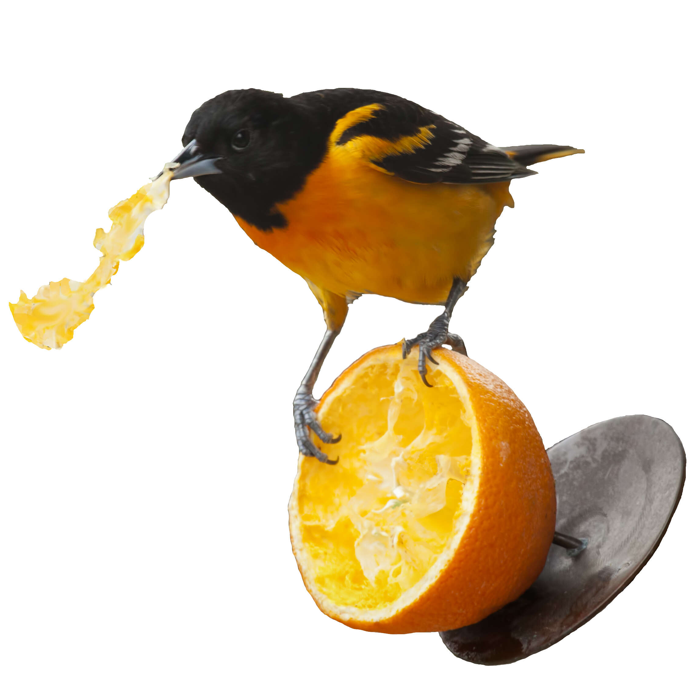 Image of Baltimore Oriole