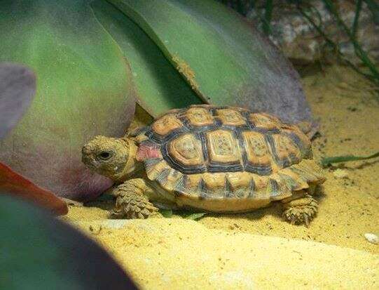 Image of Speckled tortoise