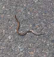 Image of Black-headed Collared Snake