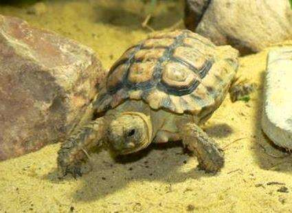 Image of Speckled tortoise