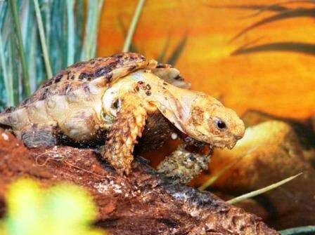 Image of Speckled tortoise