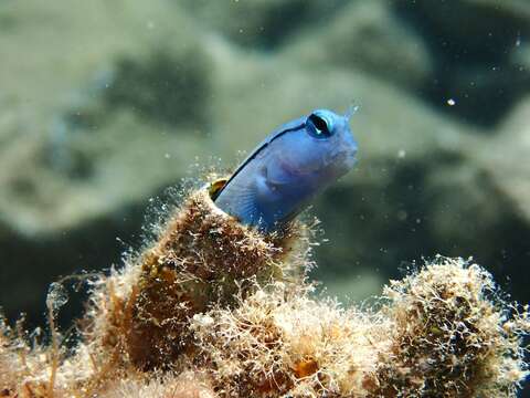 Image of Red Sea Mimic Blenny