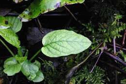 Image of navelwort