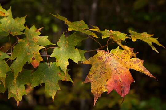 Image of sugar maple