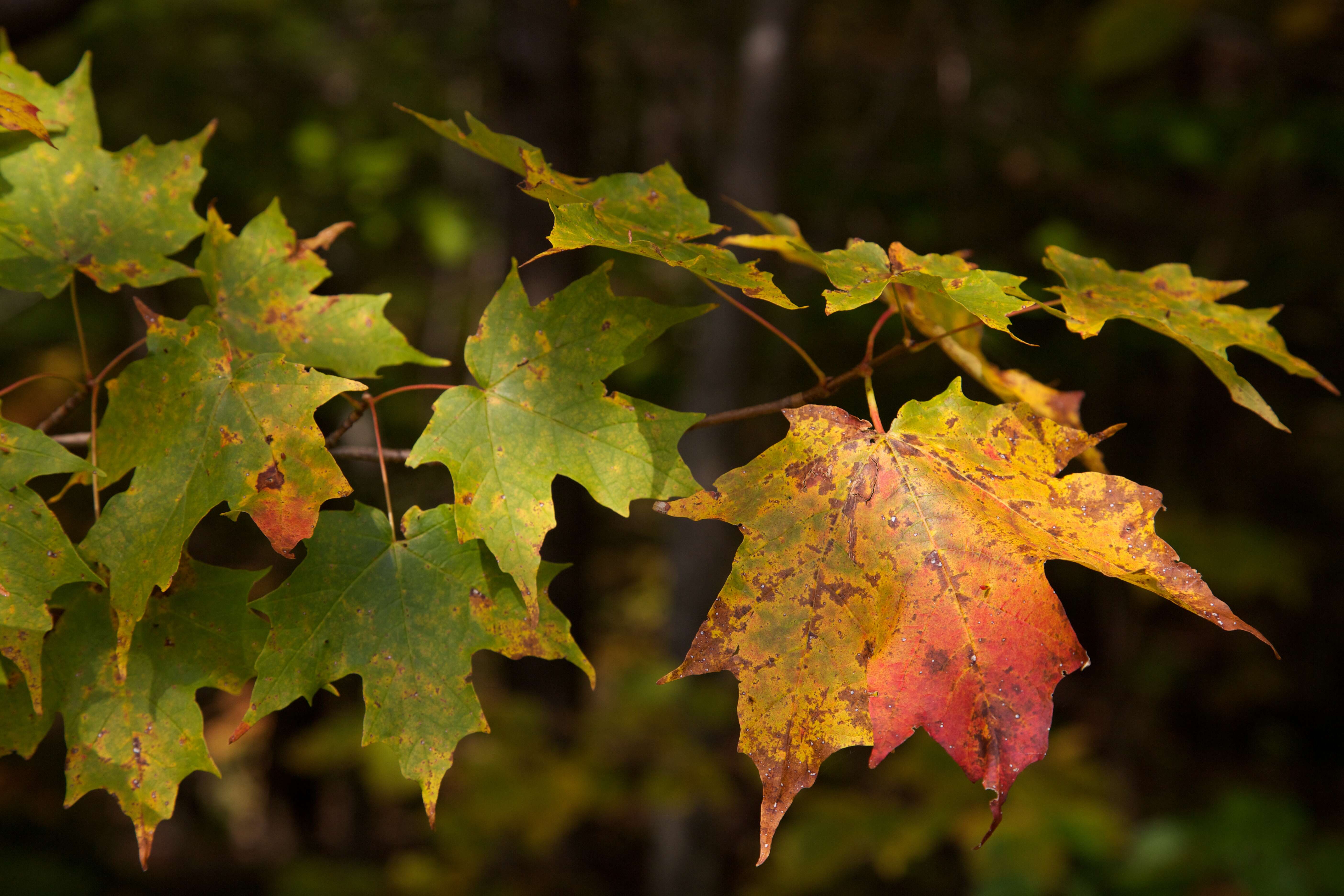 Image of sugar maple