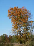 Image of sugar maple