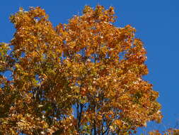 Image of sugar maple