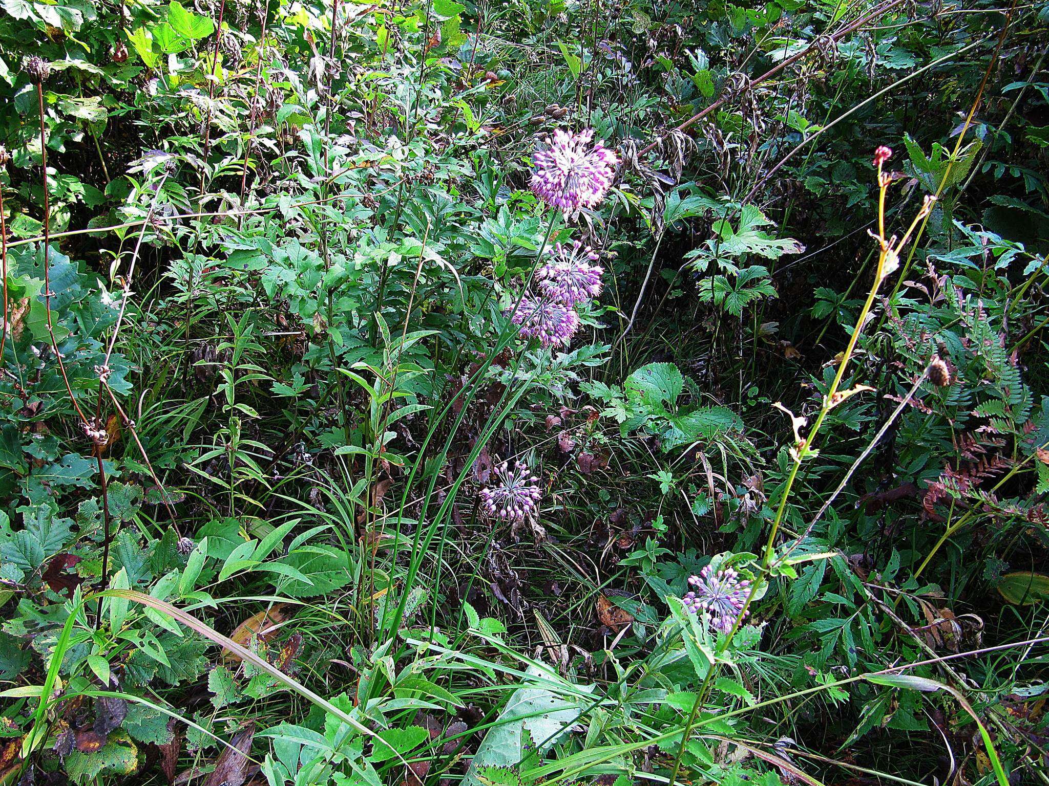 Image of Allium sacculiferum Maxim.