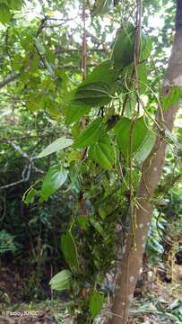 Image of Dioscorea seriflora Jum. & H. Perrier