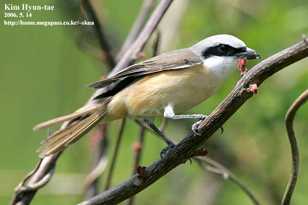 Image of Brown Shrike