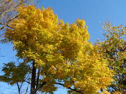 Image of sugar maple