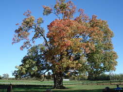 Image of sugar maple