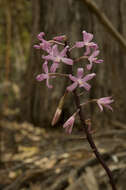 Plancia ëd Dipodium roseum D. L. Jones & M. A. Clem.