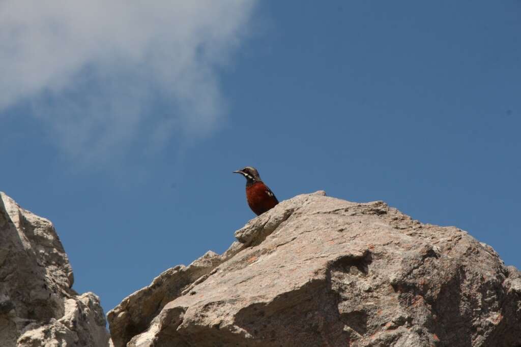 Image of Cape Rock-jumper