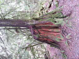 Image of Canoe Cedar